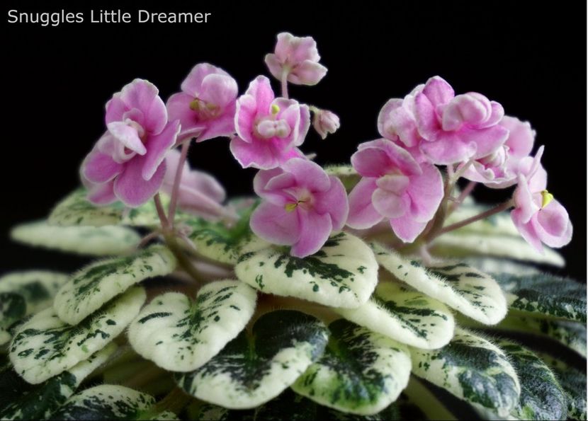 Snuggles Little Dreamer (S.Sorano) Semiminiature - Dorinte violete