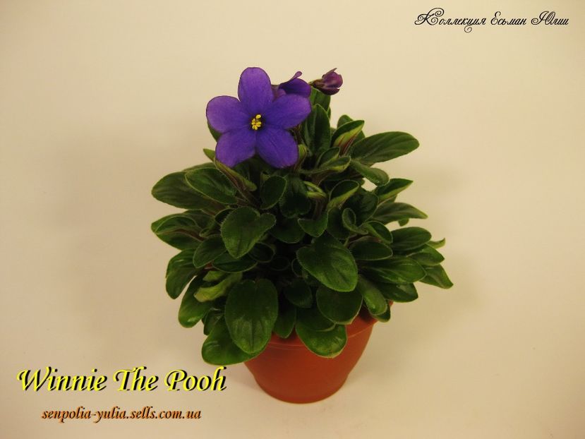 winnie the pooh - Dorinte violete