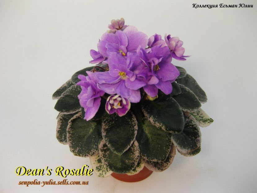 dean's rosalie - Dorinte violete