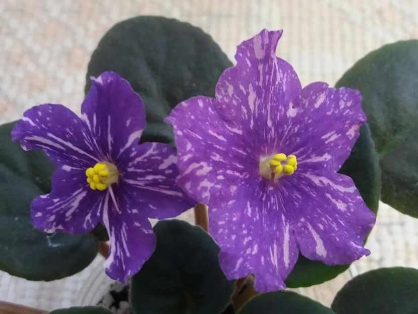 19 oct - ZZ AN Rio Rita