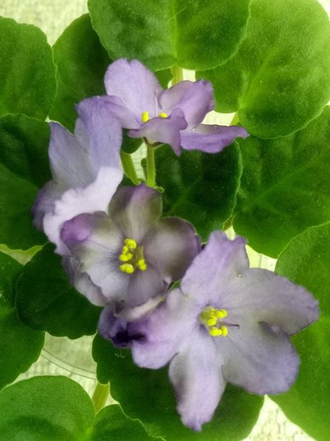 1 oct - ZZ RS Palmira