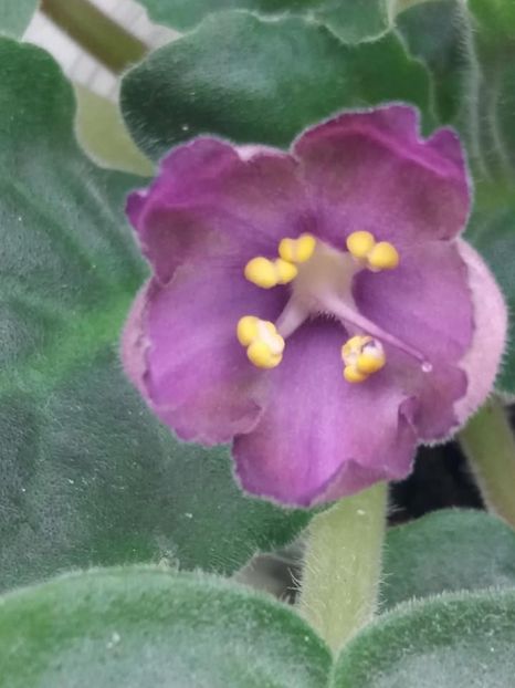 1 sept - ZZ RS Palmira