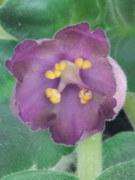 1 sept - ZZ RS Palmira