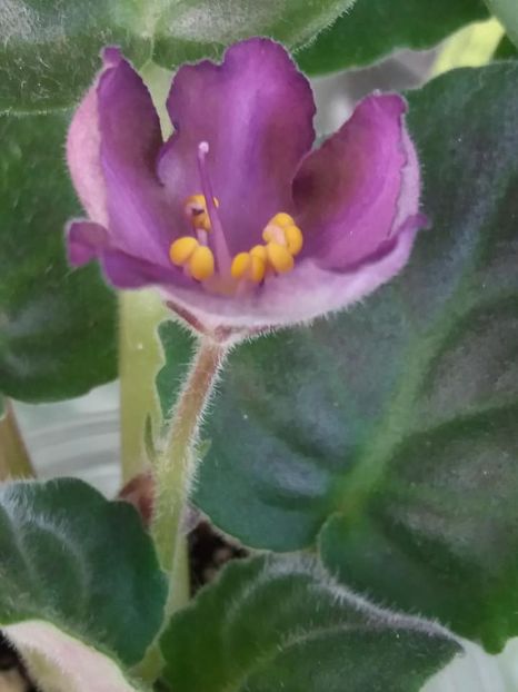 2 sept - ZZ RS Palmira