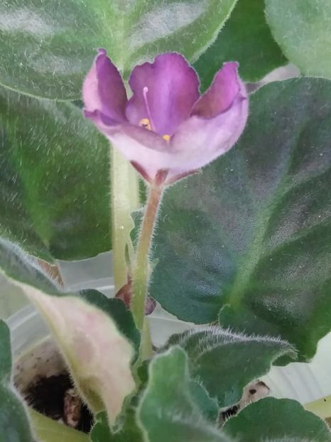 2 sept - ZZ RS Palmira