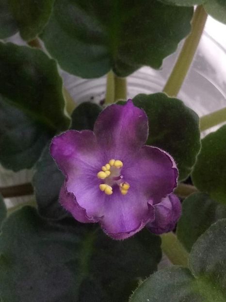 8 sept - ZZ RS Palmira