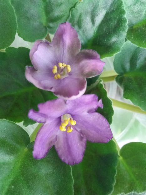 14 sept - ZZ RS Palmira