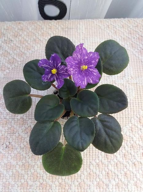 19 oct - ZZ AN Rio Rita