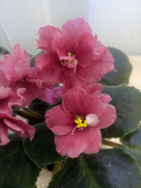 14 oct - Ness Orange Pekoe