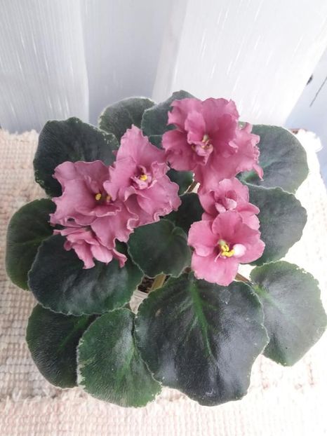 19 oct - Ness Orange Pekoe