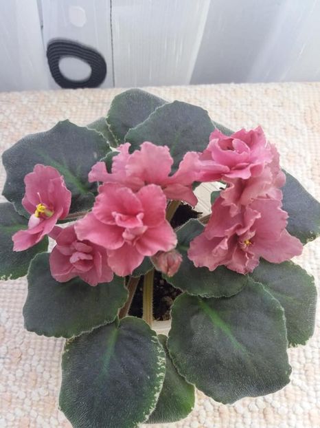 19 oct - Ness Orange Pekoe