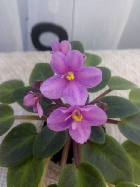 14 oct - ZZ Mini roz Lidl