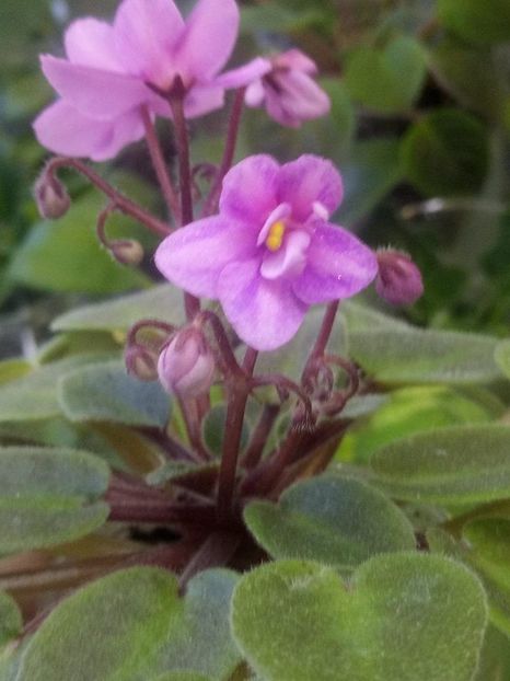 14 oct - ZZ Mini roz Lidl