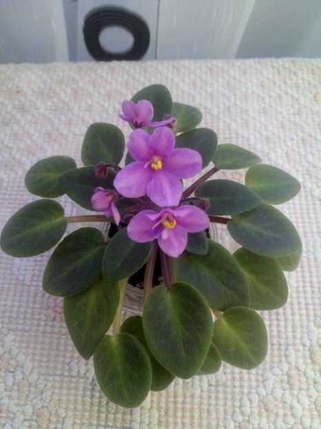 14 oct - ZZ Mini roz Lidl