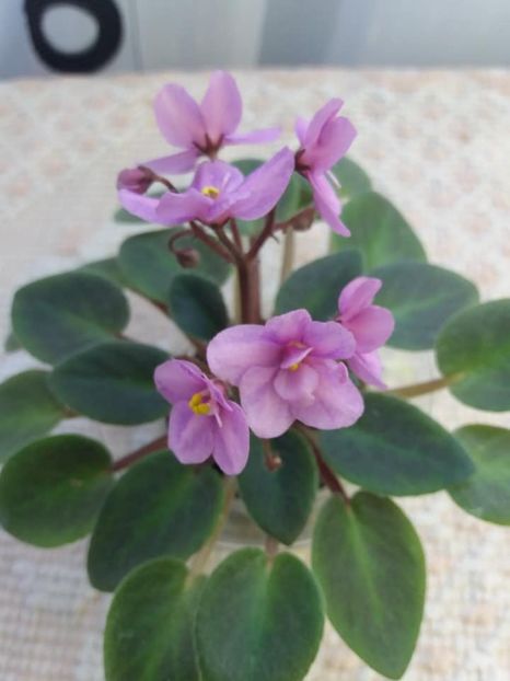 19 oct - ZZ Mini roz Lidl