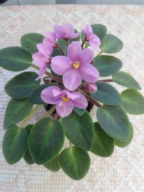 19 oct - ZZ Mini roz Lidl