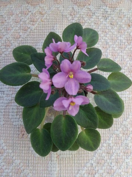 19 oct - ZZ Mini roz Lidl