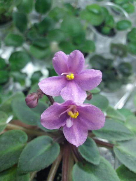 19 oct - ZZ Mini roz Lidl