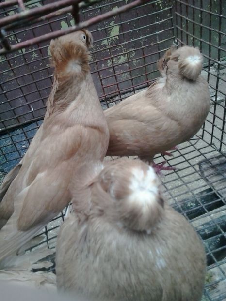 2018-10-19 14.31.44 - GENETICA