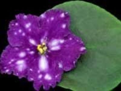 Making Waves poza net - Making Waves