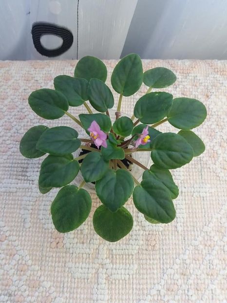 19 oct - Candy Fountain