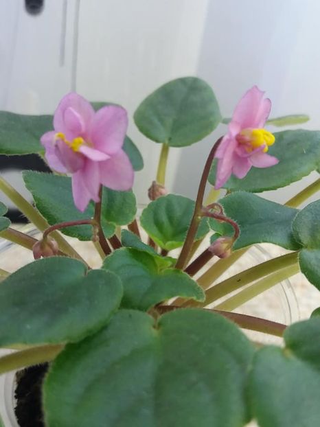 19 oct - Candy Fountain