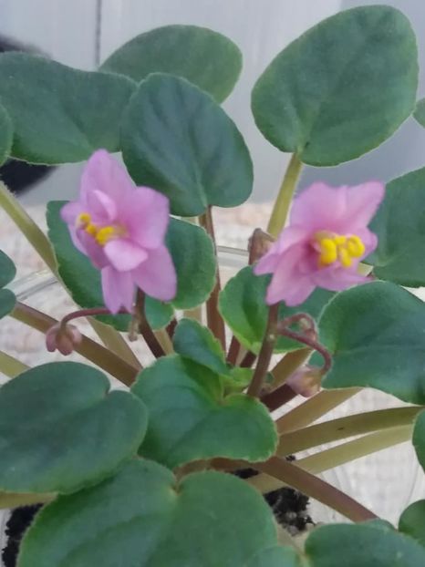 19 oct - Candy Fountain