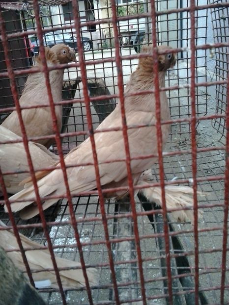 2018-10-19 14.12.53 - GENETICA