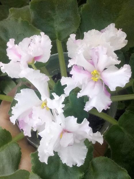 8 sept - ZZ LE Turmalinovoye Kol ye- LE Tourmaline Necklace