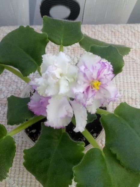 14 oct - ZZ LE Turmalinovoye Kol ye- LE Tourmaline Necklace