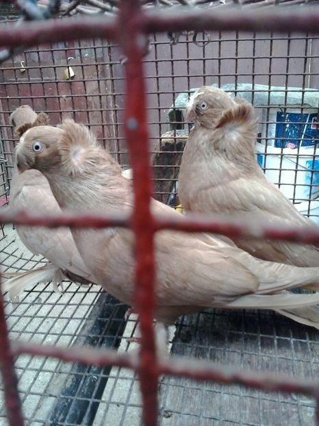 2018-10-19 14.11.34 - GENETICA