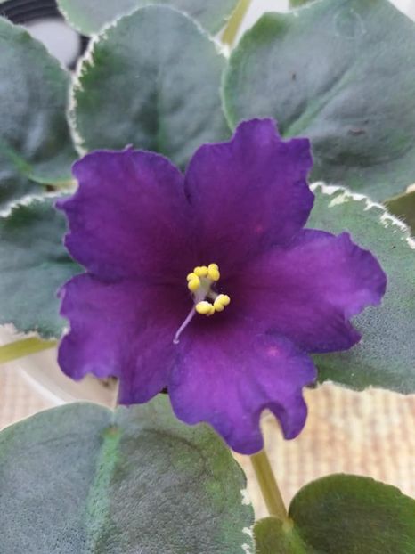 30 aug - ZZ LE Yuzhnaya Noch - LE South Night