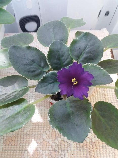 30 aug - ZZ LE Yuzhnaya Noch - LE South Night