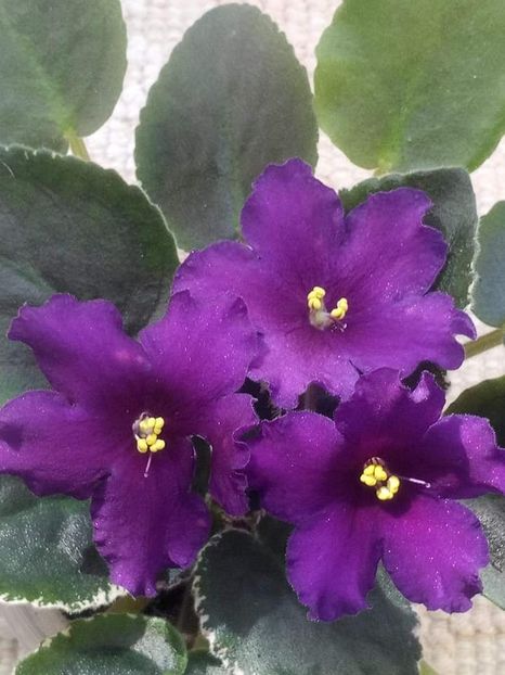 8 sept - ZZ LE Yuzhnaya Noch - LE South Night