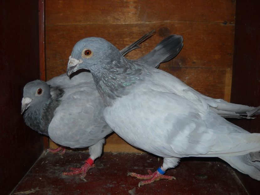  - UNDEVA IN SUCEAVA arhiva