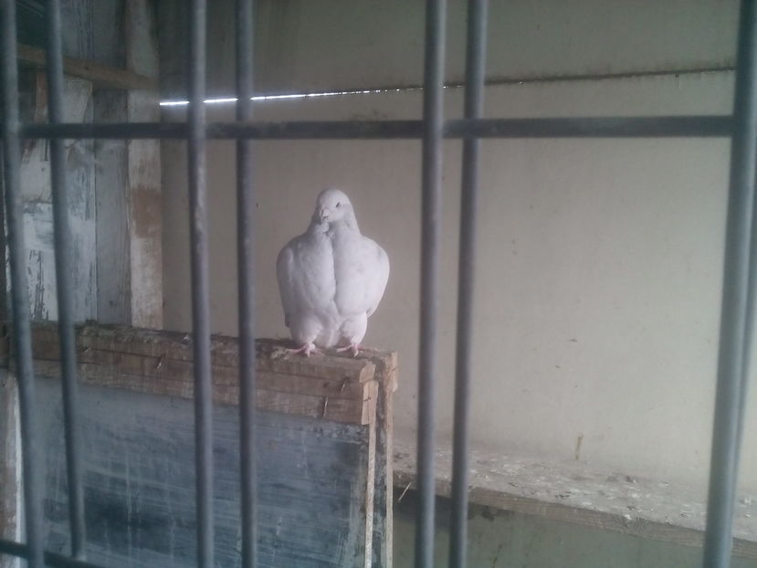  - - A - CRESCATOR POLIVALENT