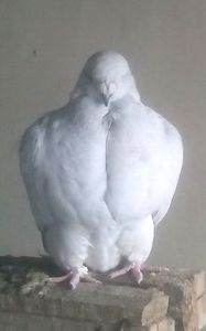  - - A - CRESCATOR POLIVALENT