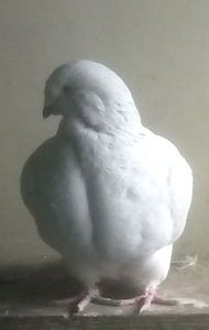  - - A - CRESCATOR POLIVALENT