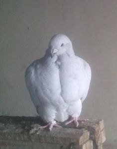  - - A - CRESCATOR POLIVALENT