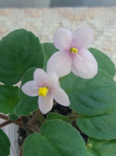 19 oct - Rob s Wooloomooloo