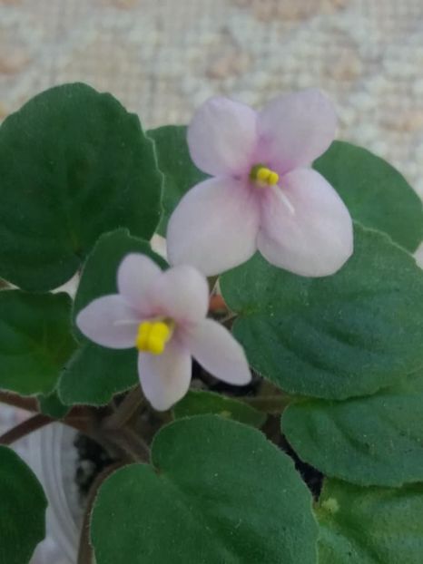 19 oct - Rob s Wooloomooloo