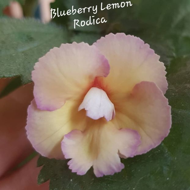  - Blueberry Lemon