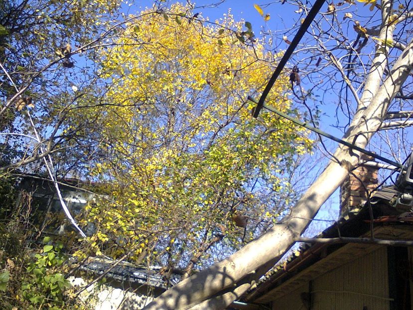 Fotografie4403 - 2018 ULTIMA ZI DE TOAMNA CALDĂ 22 GRADE 17 OCT