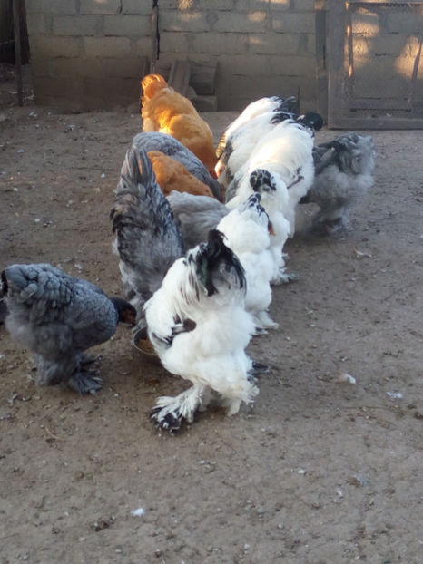  - pasari de rasa 2018