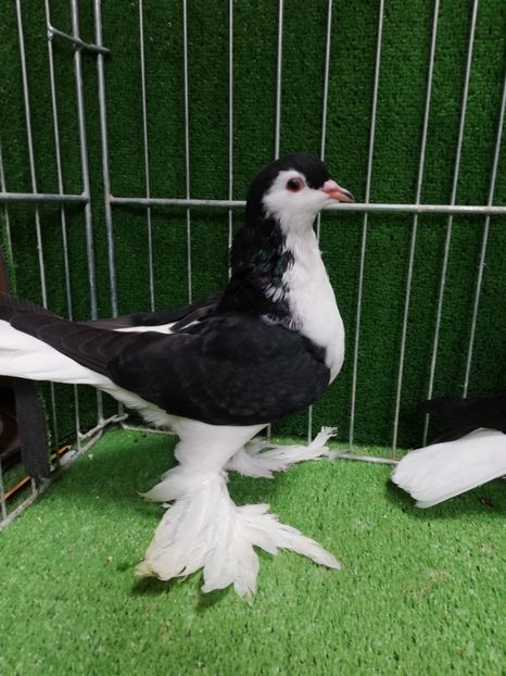  - Lahore pentru 2019