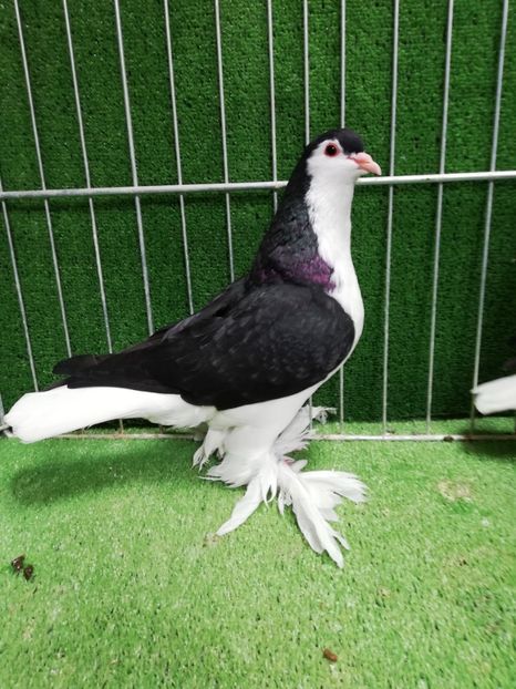  - Lahore pentru 2019