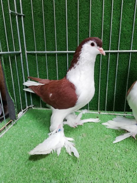  - Lahore pentru 2019