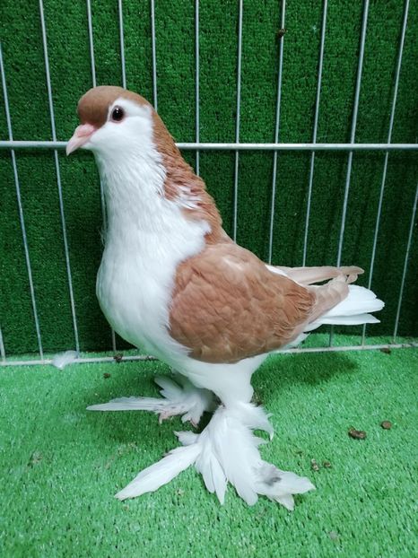  - Lahore pentru 2019