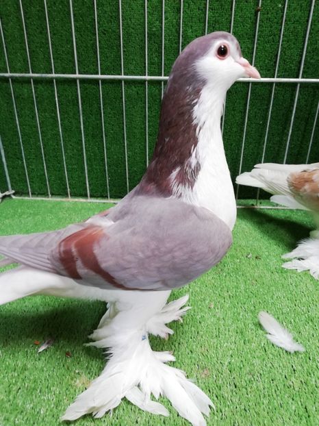  - Lahore pentru 2019