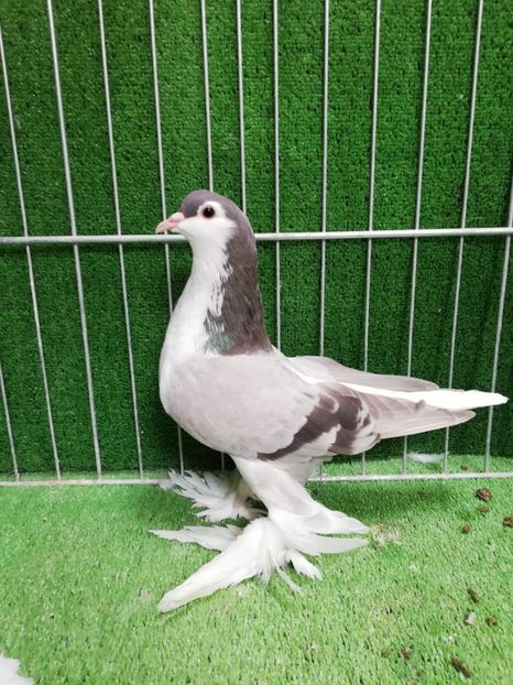  - Lahore pentru 2019